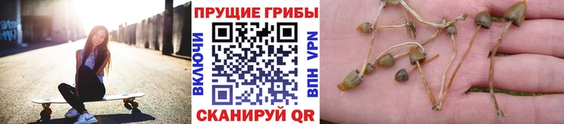 Псилоцибиновые грибы Magic Shrooms  Купить закладки  Купино 